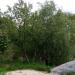Растительность (ru) in Zhytomyr city