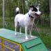 Площадка для выгула собак и занятий с собаками. в городе Петрозаводск