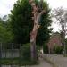 Birdhouses tree in Zhytomyr city