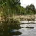 Reed in Zhytomyr city