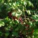 Vegetable gardens in Zhytomyr city