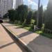 Посадки туй в городе Москва