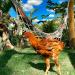 Criatório Pilar das Aves na Paty do Alferes city