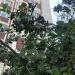 Чёрноплодная рябина в городе Москва