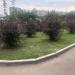 Барбарис Тунберга в городе Москва