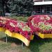 Flowerbed Butterfly in Zhytomyr city