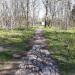 Тропинка через сосновый бор в городе Москва