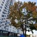 Дерево со скворечниками в городе Москва
