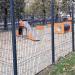 Площадка для выгула собак крупных пород в городе Москва