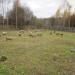Загон в городе Истра