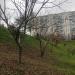 Маньчжурский орех в городе Москва