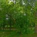 Димитровский парк в городе Йошкар-Ола