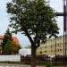 Drzewo (pl) in Hel city