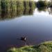 Pond in Zhytomyr city