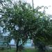 Айва в городе Сочи