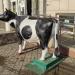 Корова в городе Дубна
