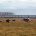 Фермерское хозяйство в городе Домодедово