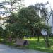 Лавочка под земляничным деревом в городе Сочи