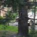 Дерево в городе Сочи