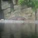 Hippopotamus Pavilion in Prague city