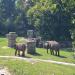 Indian elephants in Prague city