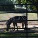 Zebras in Prague city