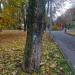 Дерево с рисунком на стволе «Ёжик» в городе Москва