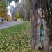 Дерево с рисунком на стволе в городе Москва