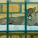 Частный зоопарк «Сафари» в городе Бердянск
