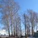 Тополиная роща в городе Барнаул