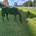 Лошадки в городе Обнинск