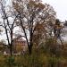 Oak grove in Zhytomyr city
