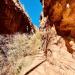 Angels Landing