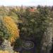 Modrzew europejski in Gdańsk city