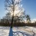 Старый дуб в городе Гатчина