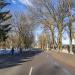 Тополиная аллея в городе Гатчина