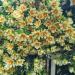 Dona Maria Mudas de Plantas na Paty do Alferes city