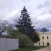 Большая ель в городе Великий Новгород