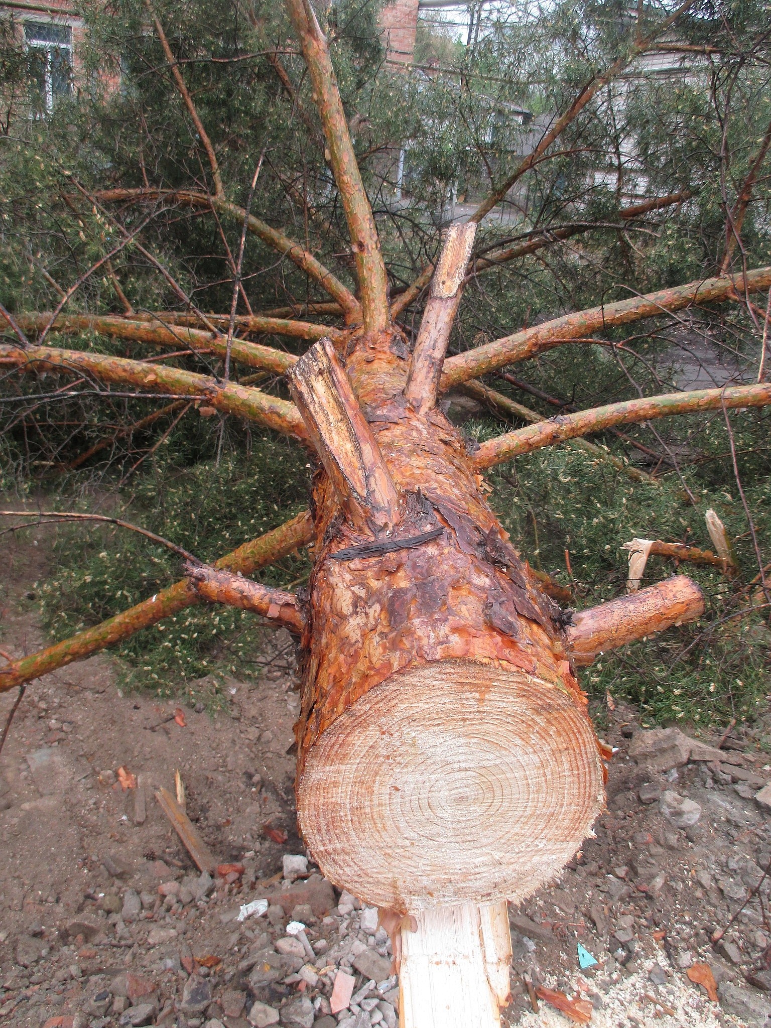 Old pine tree cut down KamenskShakhtinsky