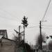 Spruce in Zhytomyr city