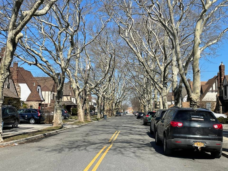 Concord Avenue Allée of Trees Williston Park, New York