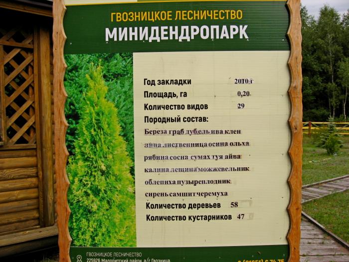 Минидендропарк | дендрарий