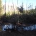 Болото в городе Красногорск