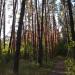 Смешанный лес в городе Каменское