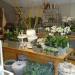Anthos Bloemen (nl) in Maaseik city