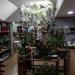 Anthos Bloemen (nl) in Maaseik city