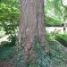 Ginkgo biloba (nl) in Maaseik city