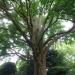 Ginkgo biloba (nl) in Maaseik city