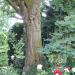 Ginkgo biloba (nl) in Maaseik city