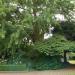 Ginkgo biloba (nl) in Maaseik city